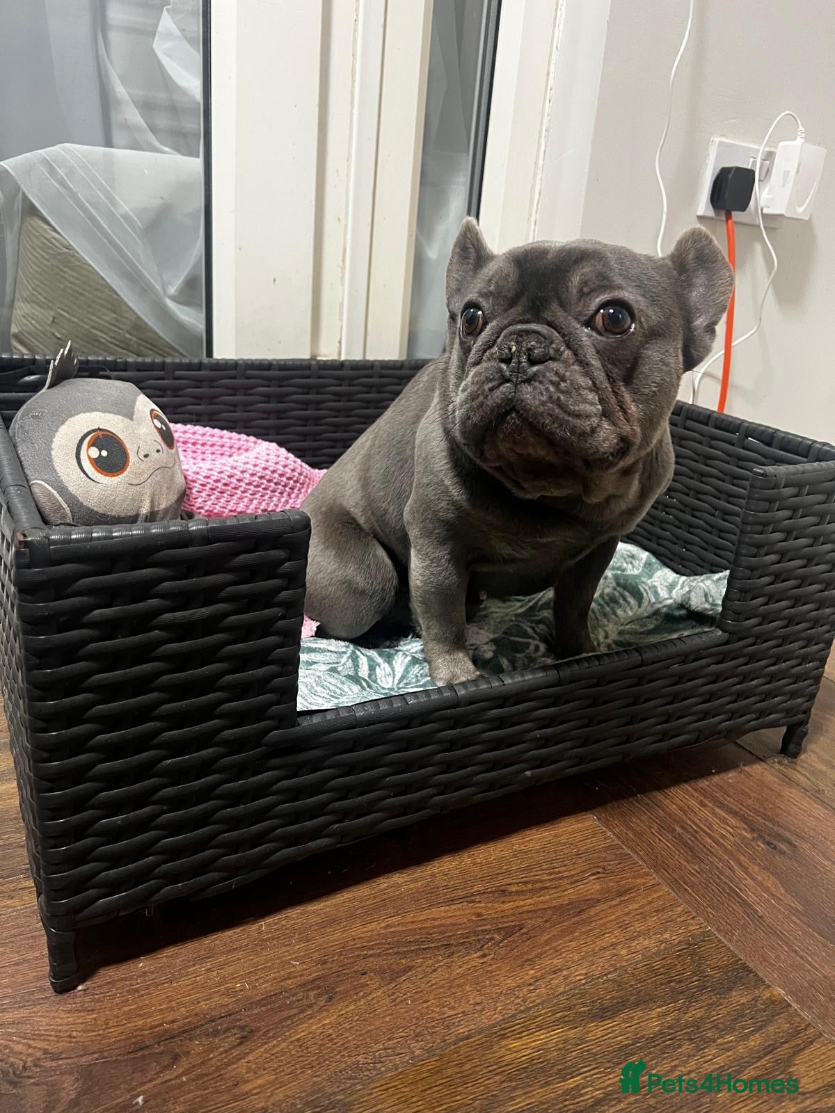 French Bulldog dogs French BullDog in Coventry - Advert 1