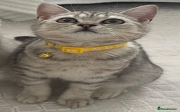 British Shorthair cats for sale: Champion Line Gorgeous BritishShortHair Kittens 🩷 - Image 11