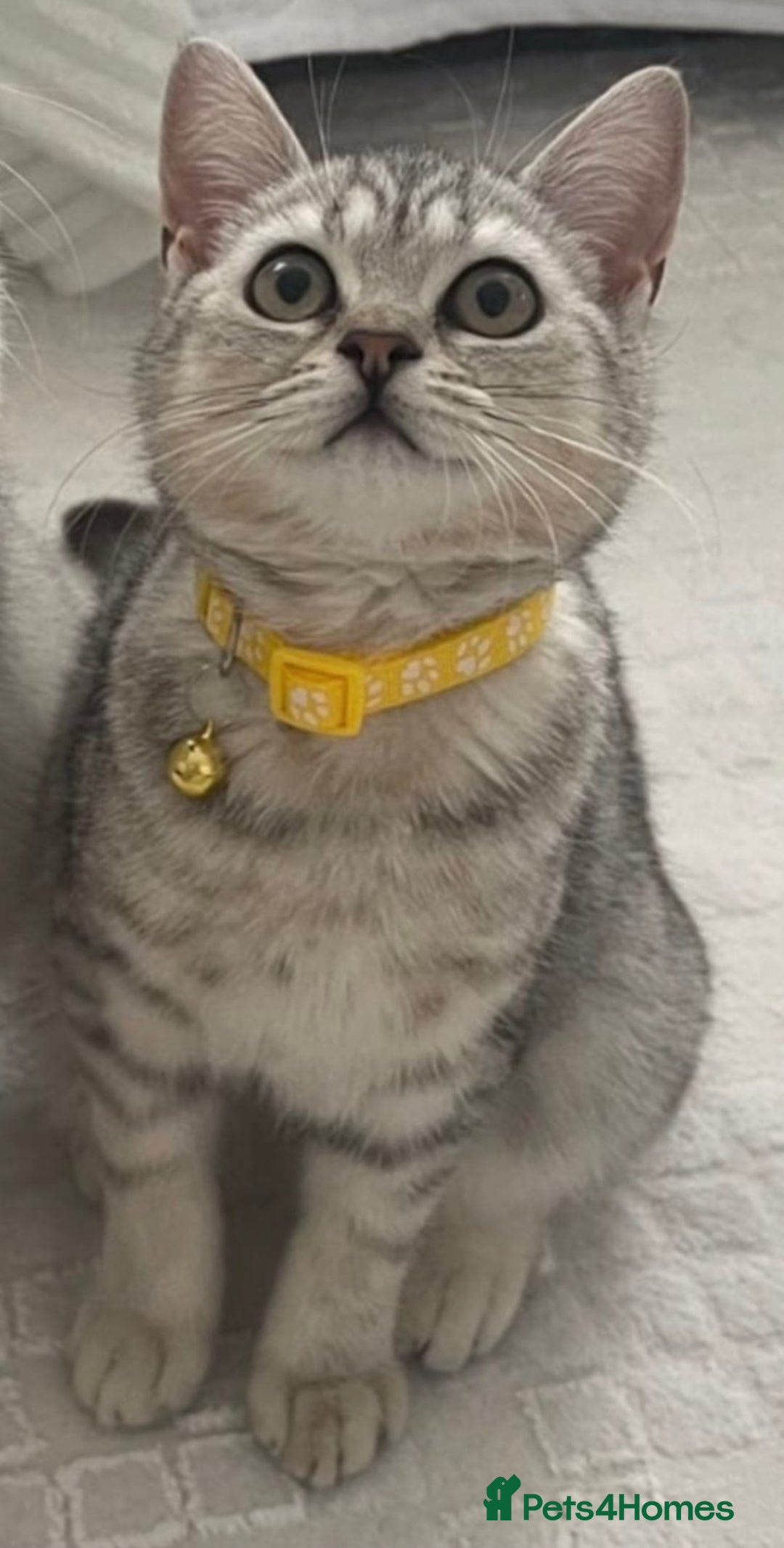 British Shorthair cats for sale: Champion Line Gorgeous BritishShortHair Kittens 🩷 - Image 11
