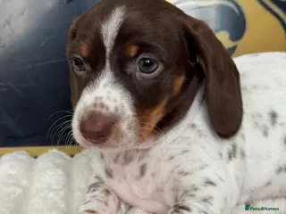 Dachshund dogs Beautiful Standard Dachshund Puppies - Advert 6
