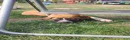 Mixed Breed dogs for sale: American bulldog x Belgian Malinois  - Advert 8