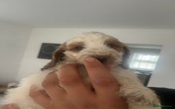 Cockapoo dogs for sale: F2 cockapoo puppies for sale. Ready in 2 weeks🩵🩷 - Image 1