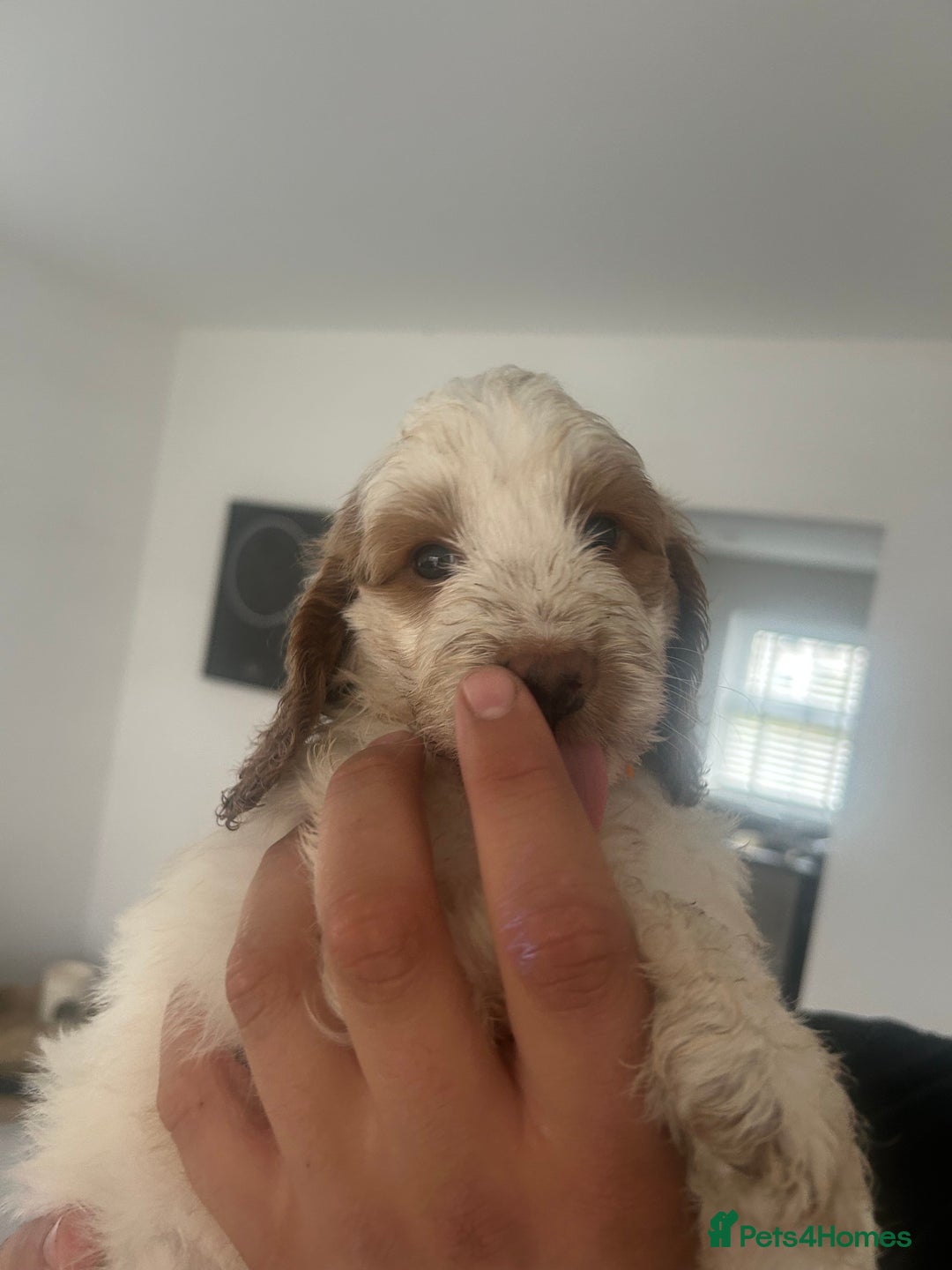Cockapoo dogs for sale: F2 cockapoo puppies for sale. Ready in 2 weeks🩵🩷 - Image 1