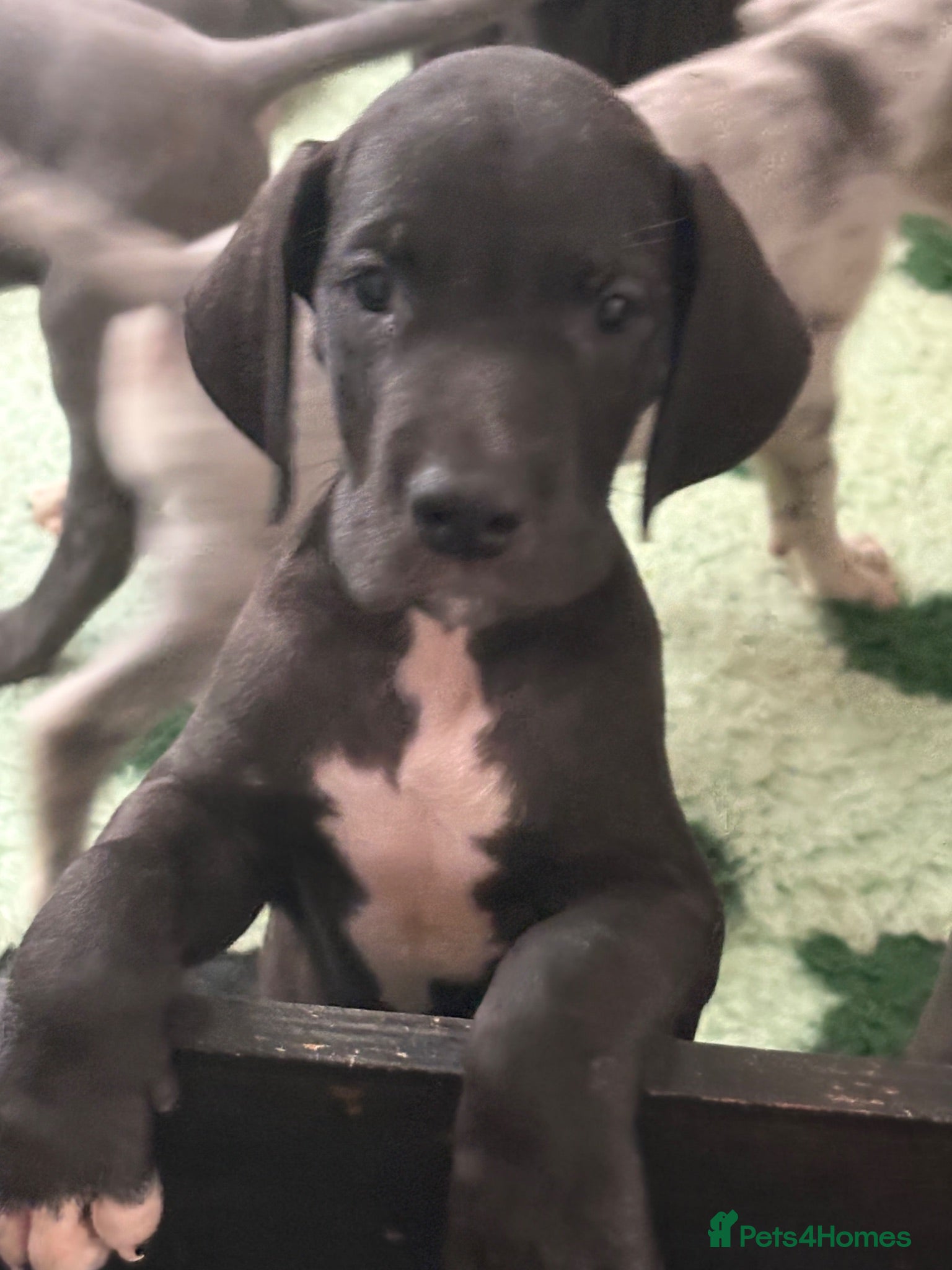 Great Dane dogs High Quality Great Dane Puppies - Advert 2