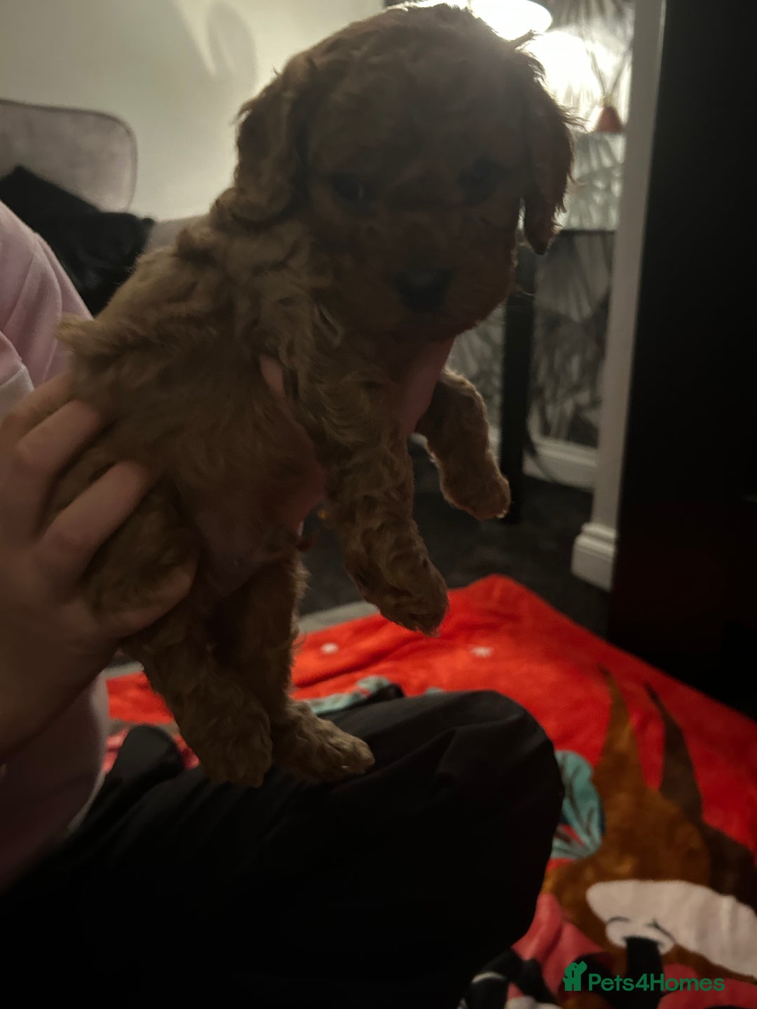 Cavapoo dogs for sale: Cavapoo - Advert 6