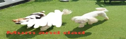 Jackapoo dogs for sale: F1 Male Jackapoo  - Advert 3
