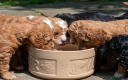 Goldendoodle dogs for sale: F1b Miniature Goldendoodles - Waiting List Open - Image 1