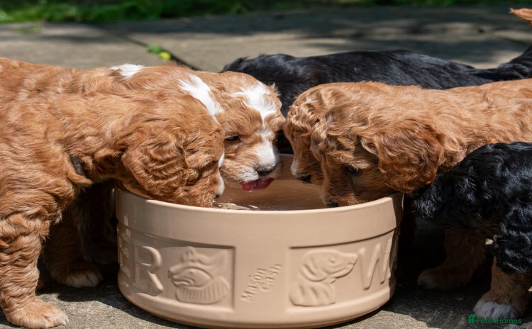 Goldendoodle dogs - Advert 3