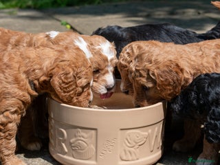 Goldendoodle dogs - Advert 1