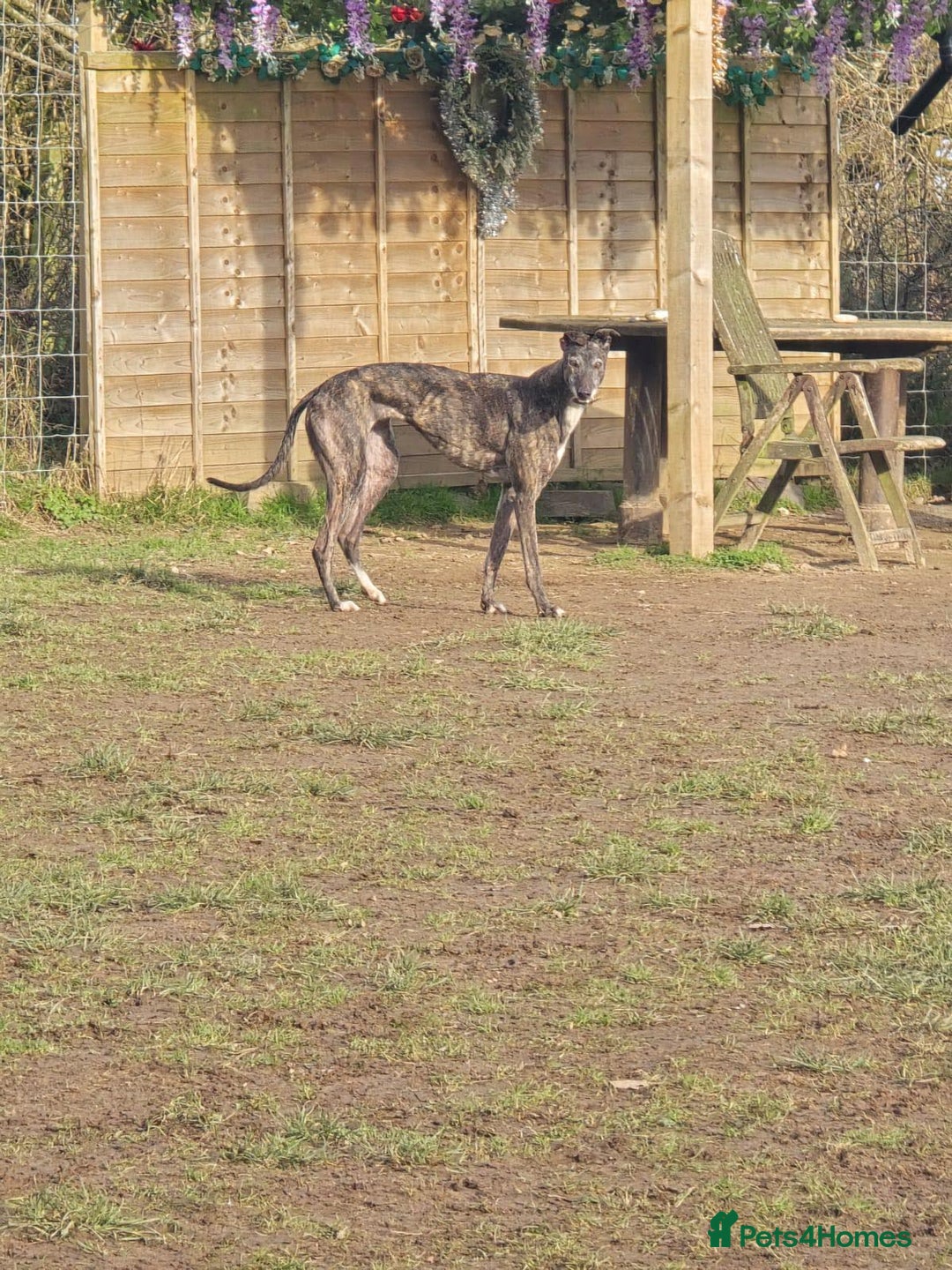 Greyhound dogs for adoption: 🐾 Meet Cass – Bursting with Character 🐾 - Advert 6