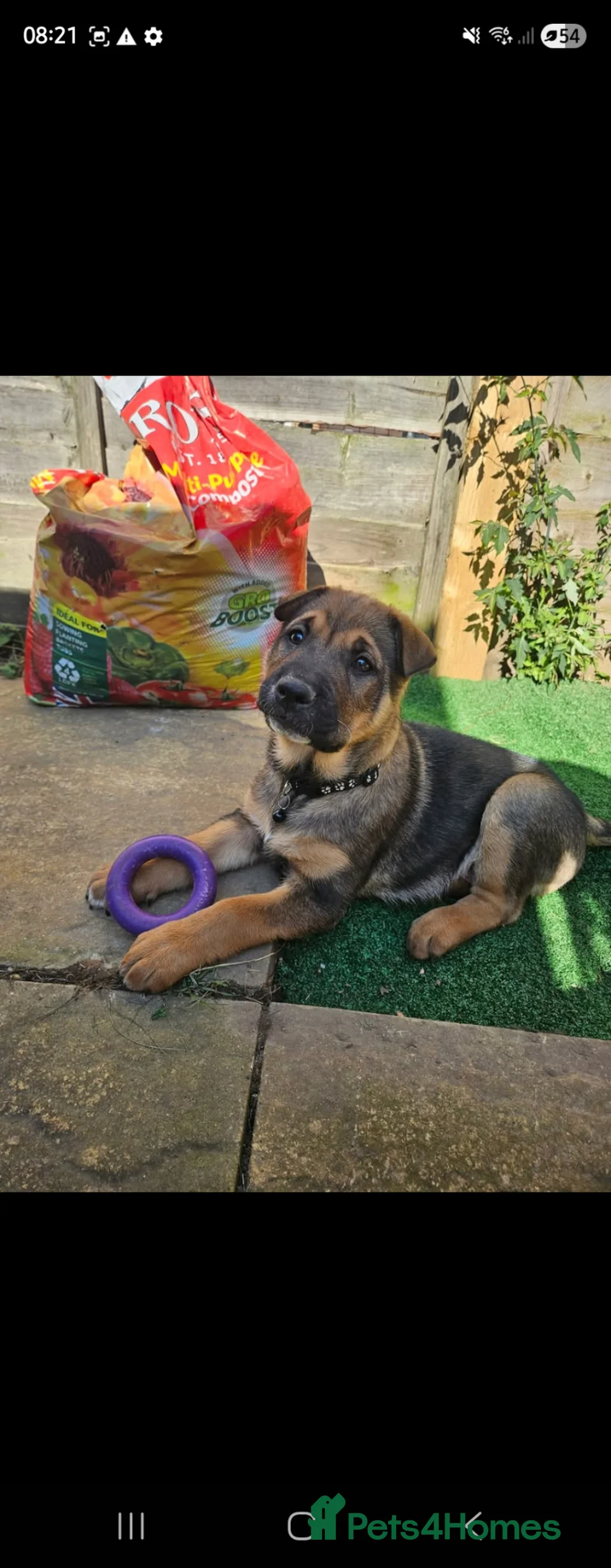 Mixed Breed dogs for sale: Shar pei x german shepherd  - Advert 9