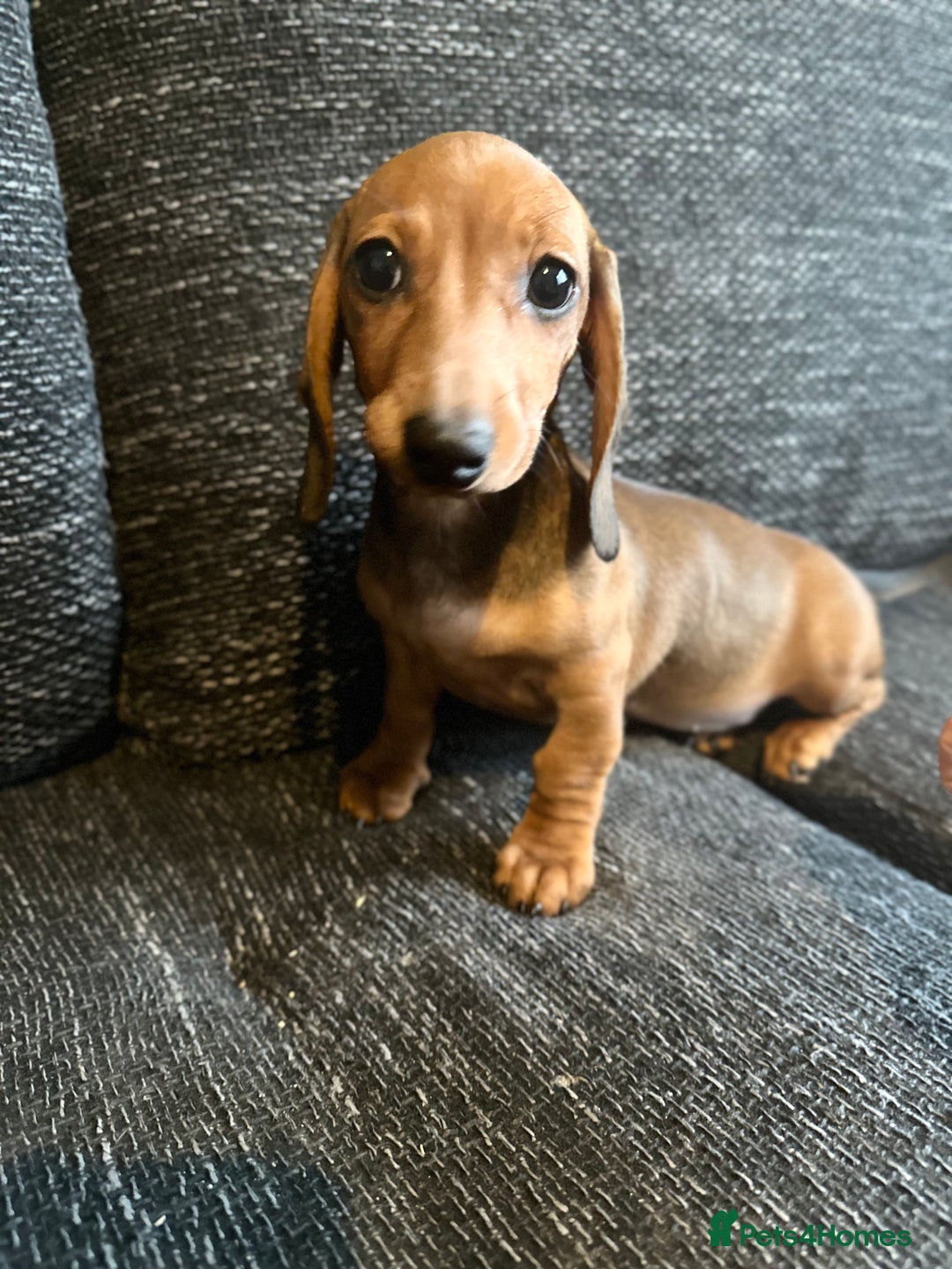 Miniature Dachshund dogs for sale: Miniature dachshunds girls  - Advert 5