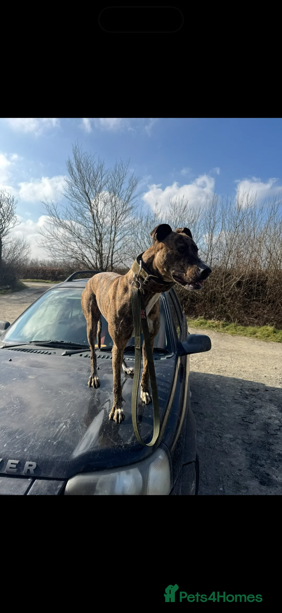 Lurcher dogs for sale: Bull greyhound pups - Advert 1