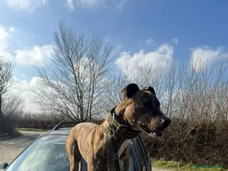 Lurcher dogs Bull greyhound pups - Advert 8