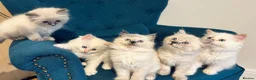 Siberian cats for sale: Save and check for next litter.  Siberian - Advert 9