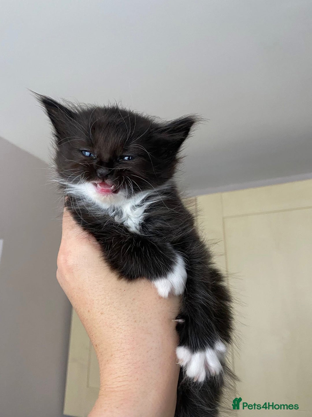 Maine Coon cats for sale: Beautiful Maine coon kittens for sale - Image 14