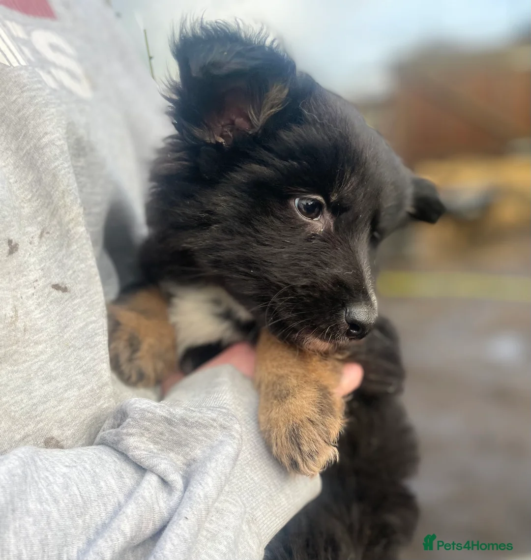 Shepsky dogs for sale: German Shepherd cross Husky Puppies  - Advert 1