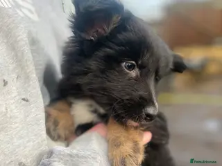 Shepsky dogs German Shepherd cross Husky Puppies - Advert 14