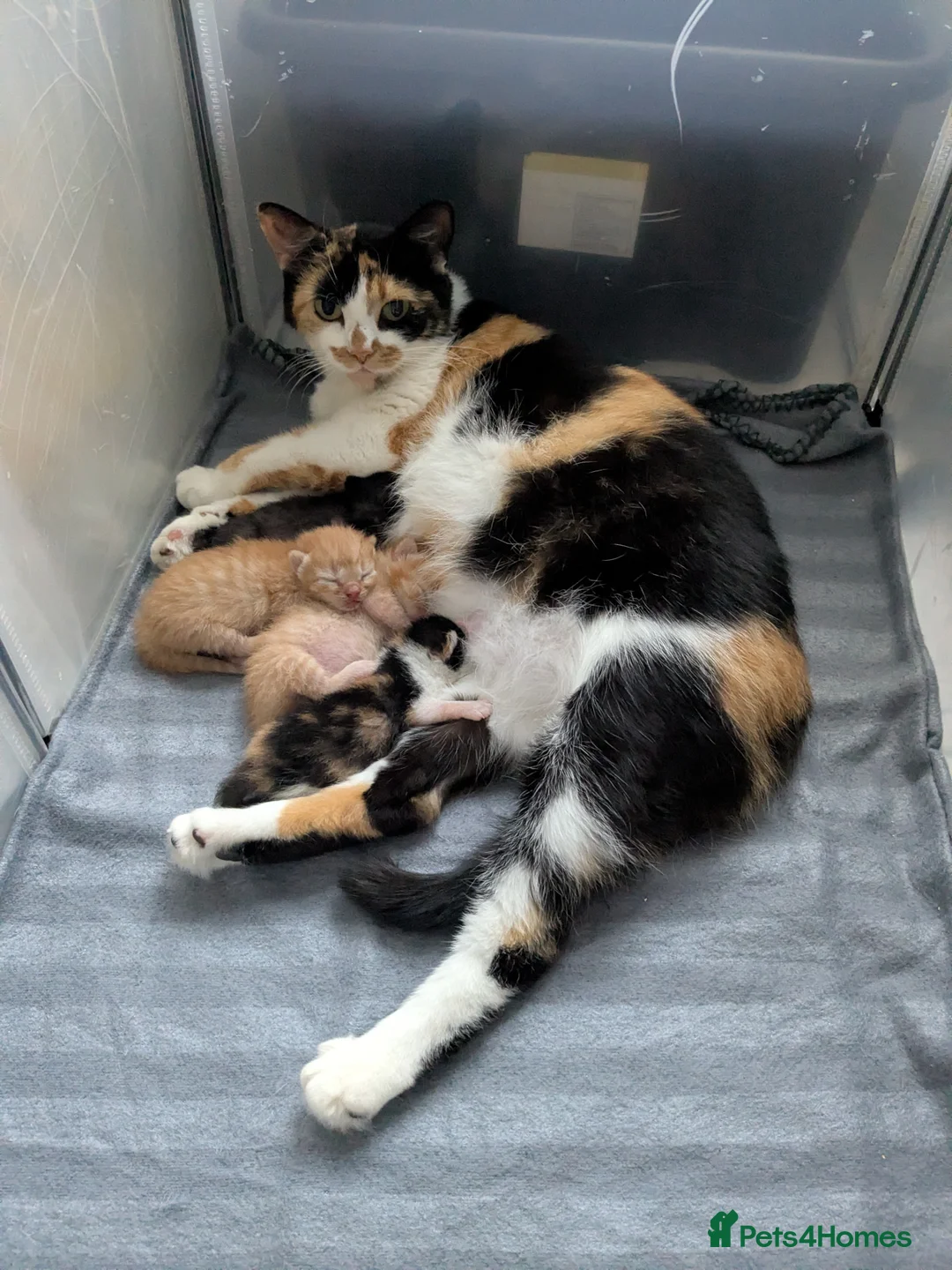Mixed Breed cats for sale: 4 Kittens - Mother Half Ragdoll - Advert 14