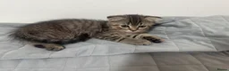 Scottish Fold cats for sale: Persian/Scottish fold  - Advert 9