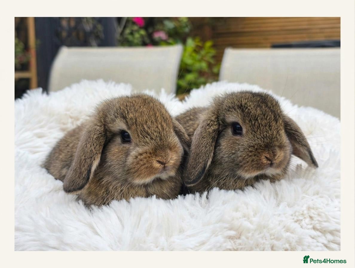 Mini Lion Lop rabbits Ready 23rd October  - Advert 1