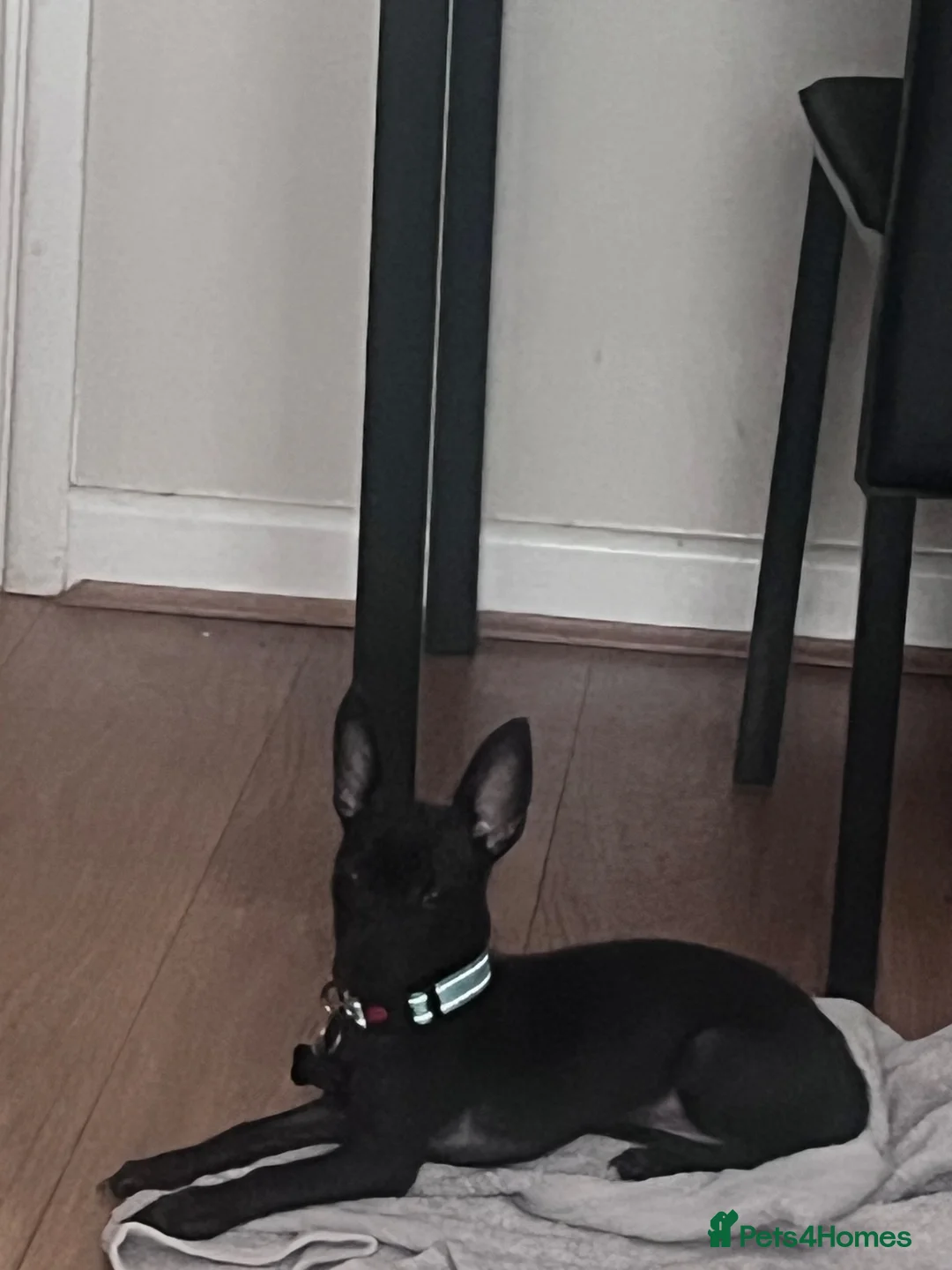Chihuahua dogs for sale: Male chihuahua  in Penarth - Advert 3