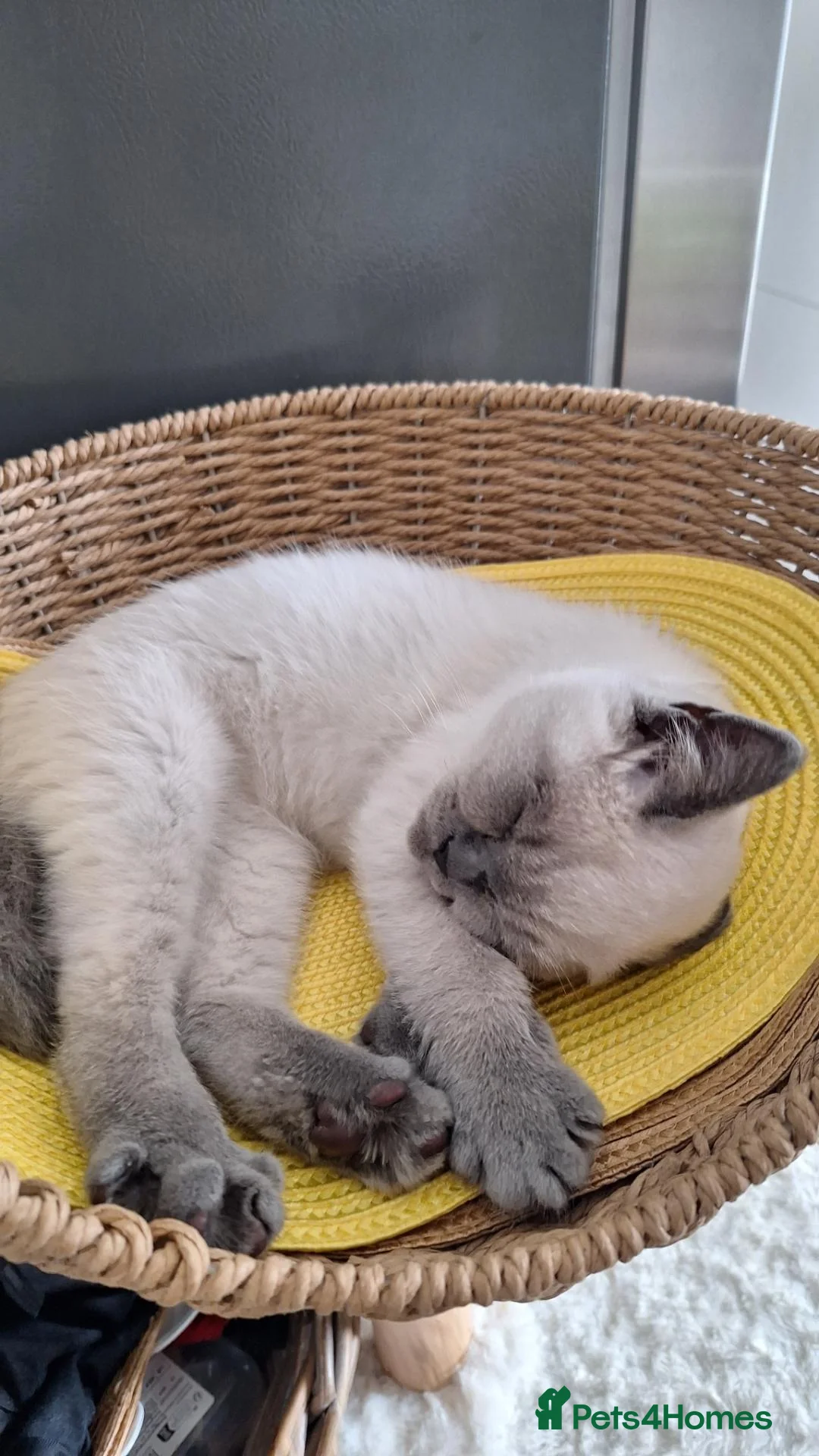 British Shorthair cats for sale: 😻BSH Colourpoint Boy,Last one available! London🥳 - Advert 2