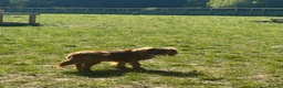 Cavalier King Charles Spaniel dogs for stud: Stanley. Ruby cavalier stud 1 yr. read description in Brentwood - Advert 4