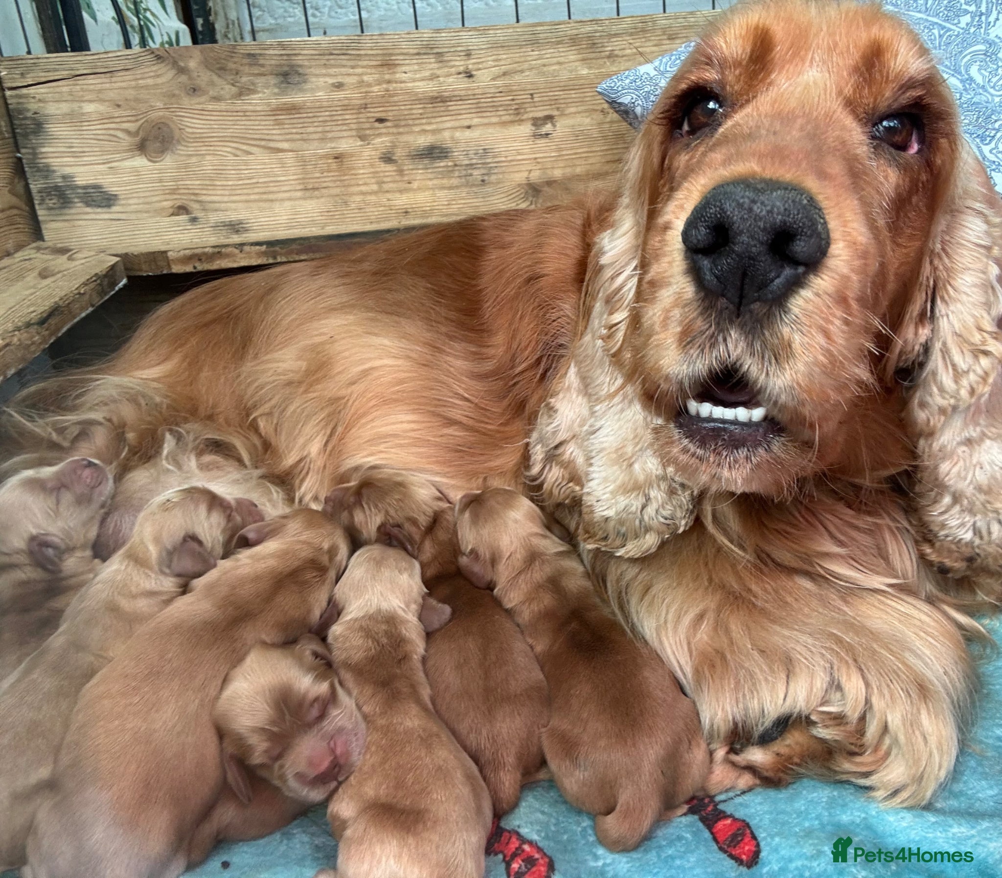 Cocker Spaniel dogs Gorgeous KC Show Cocker Babies  - Advert 2