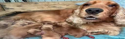 Cocker Spaniel dogs for sale: Gorgeous KC Show Cocker Babies  - Advert 2