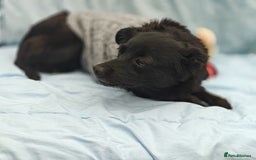 Mixed Breed dogs for adoption: 💖🐶 SUNNY 🐶💖 - Image 9