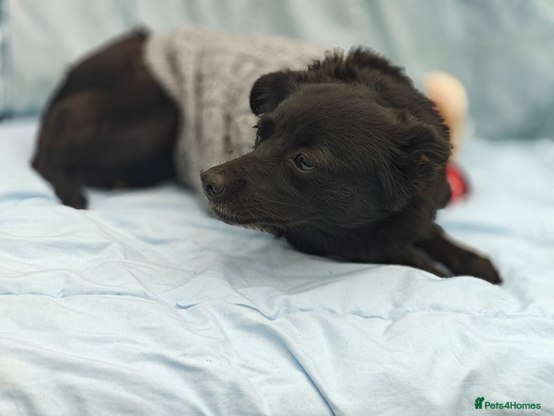Mixed Breed dogs for adoption: 💖🐶 SUNNY 🐶💖 - Image 9