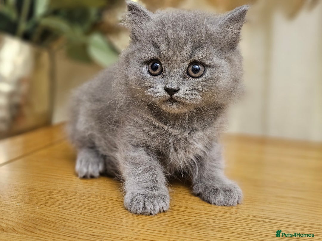 British Shorthair cats for sale: Last 4 male British Short-hair/long hair kittens  - Image 23