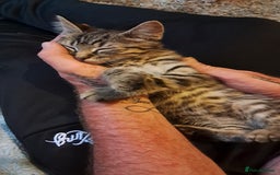 Domestic Shorthair cats for sale: 3 female kittens  - Image 1