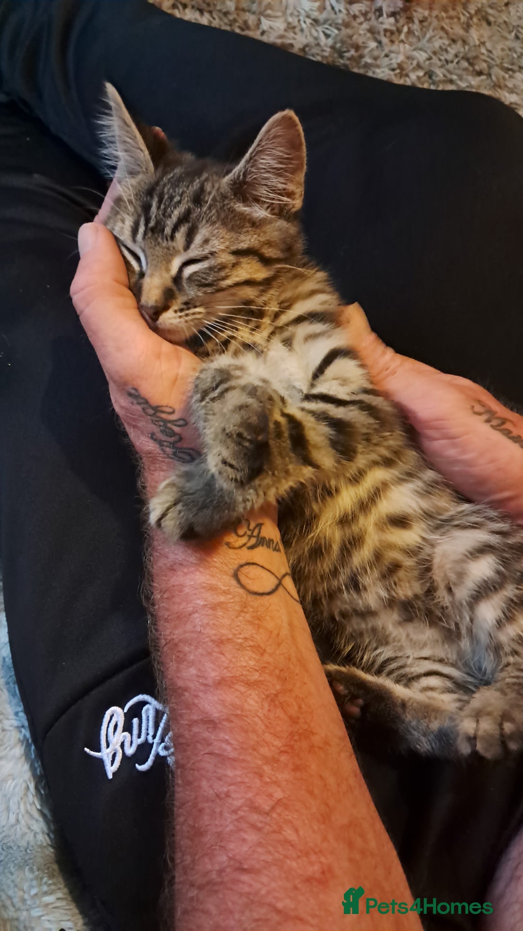 Domestic Shorthair cats for sale: 3 female kittens  - Image 1