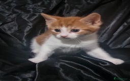 British Shorthair cats for sale: Kittens ready to go to new homes  - Image 5