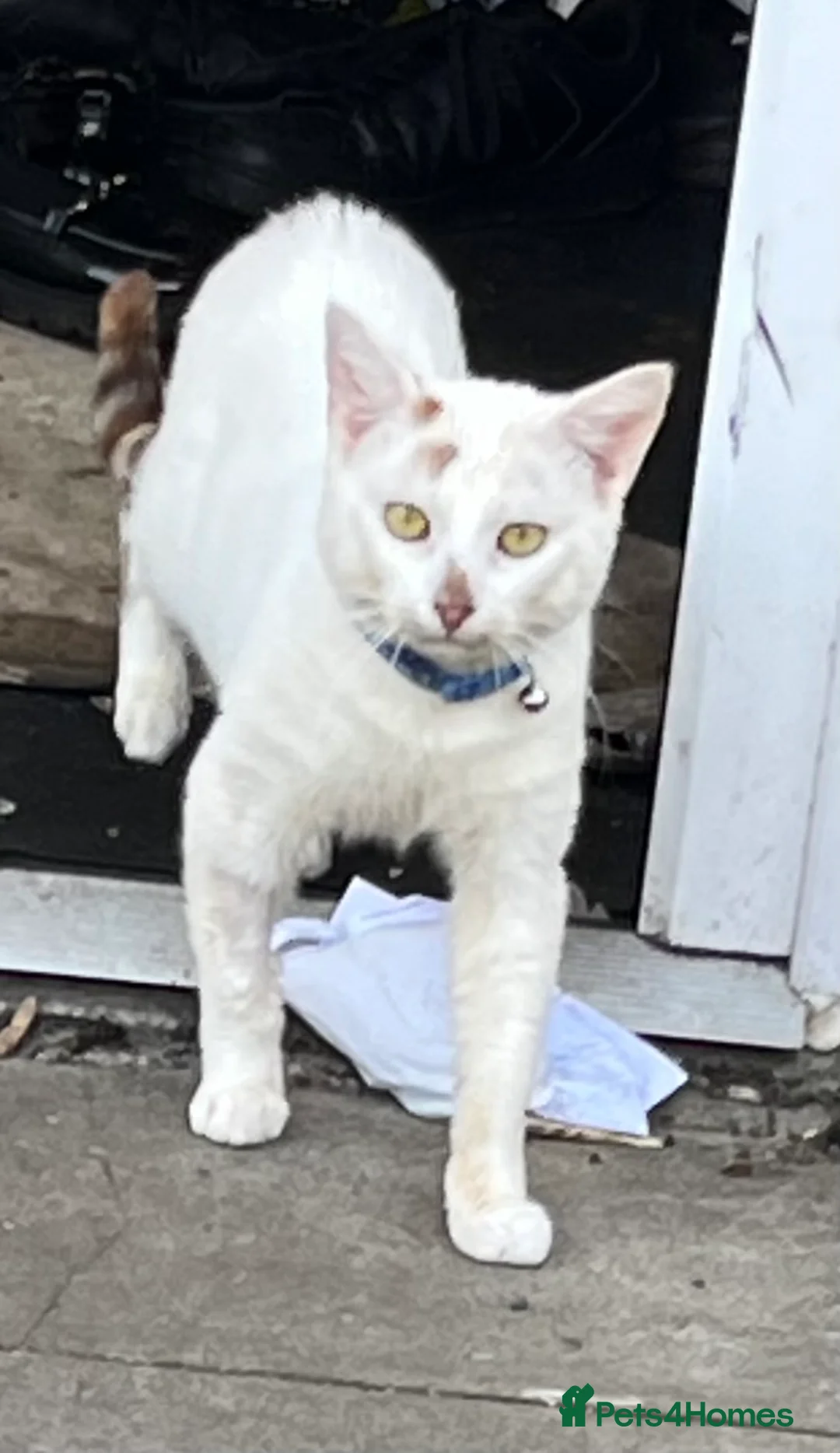 Turkish Angora cats for sale: 🐾 Very Handsome 1 year old Turkish Angora Male 🐾 - Advert 2
