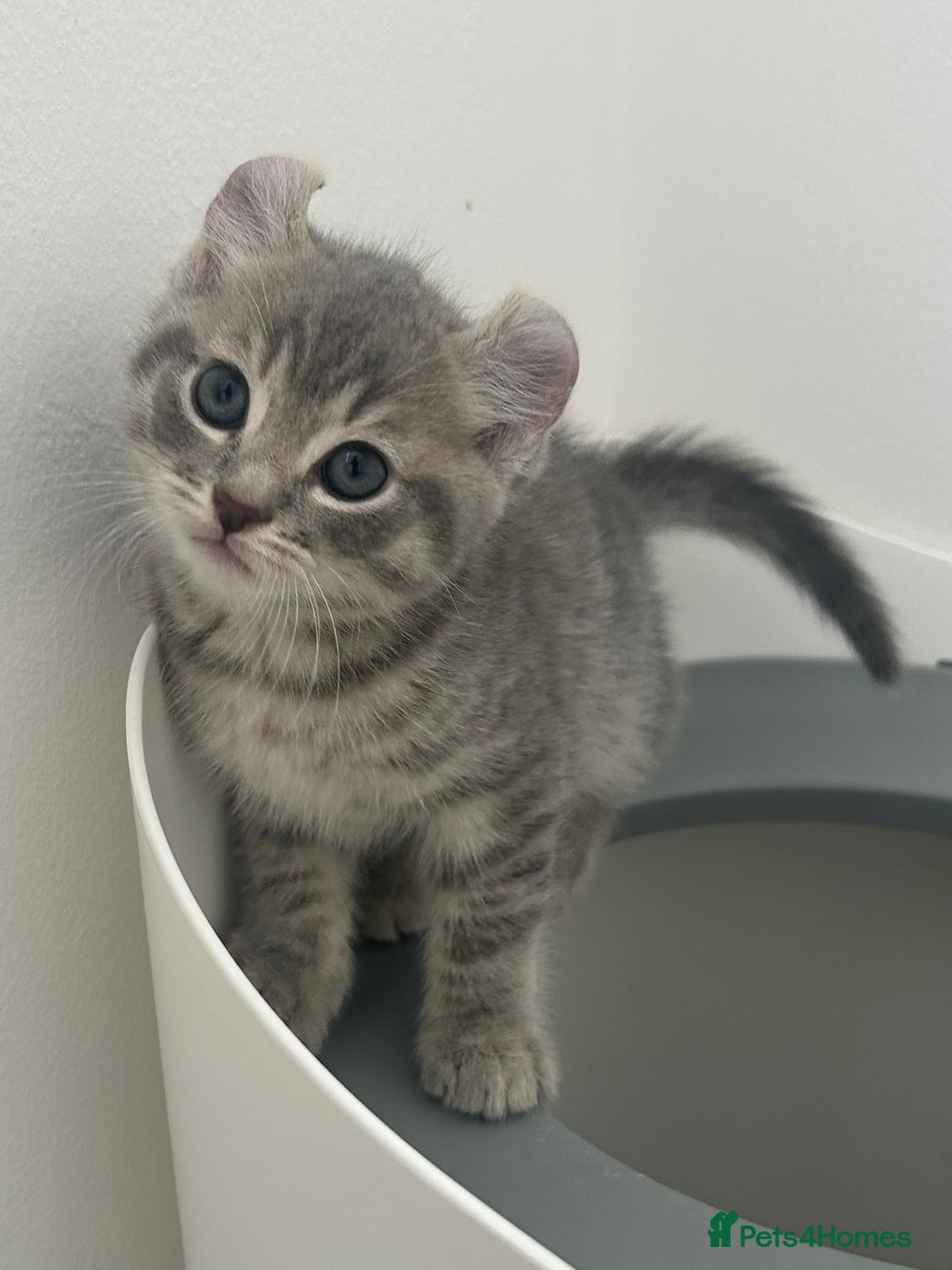 Keetso cats for sale: Stunning, Rare and Unique Jungle Curl Kittens in Portsmouth - Image 31