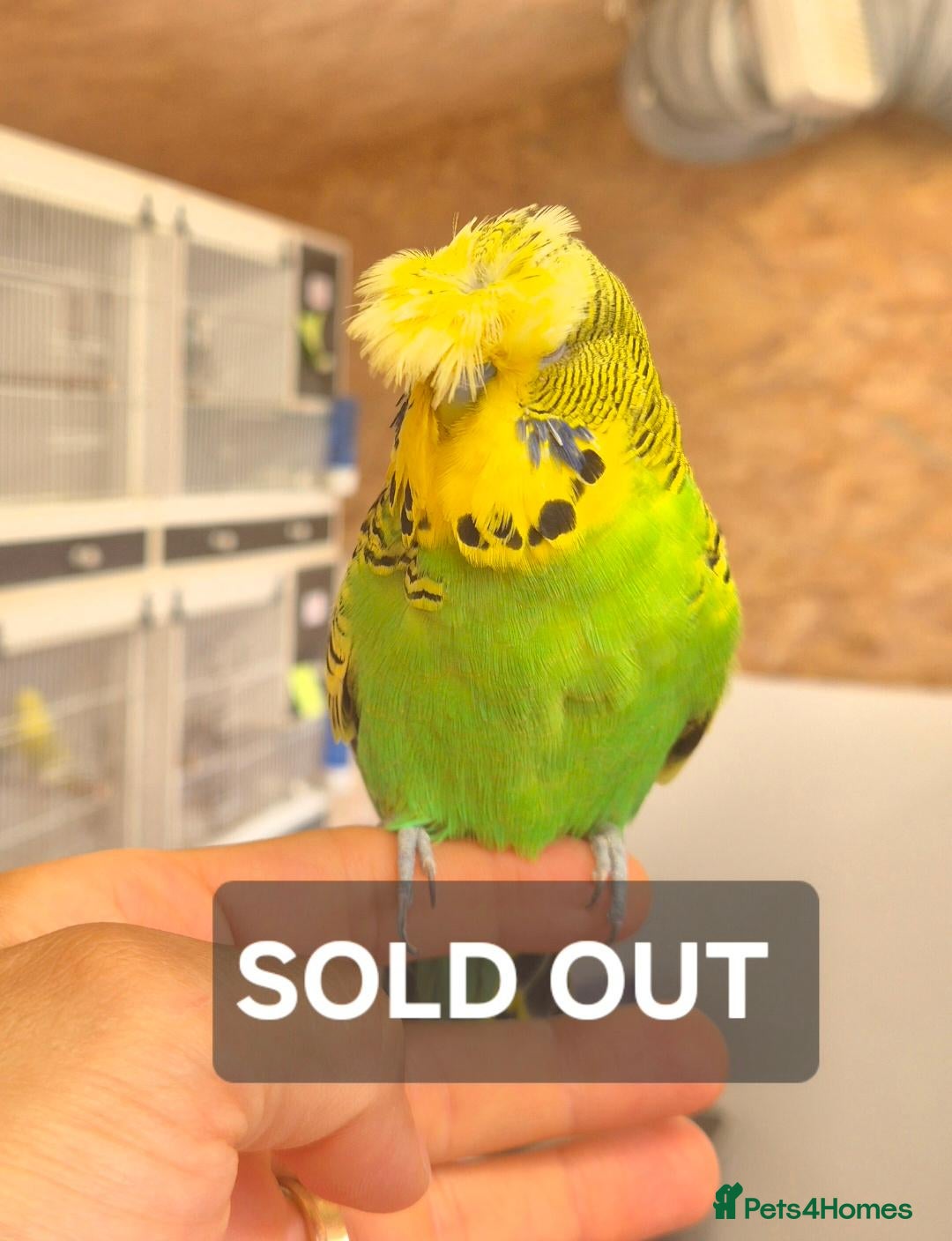 Budgerigars birds Tamed cock  - Advert 1