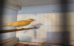 Finches birds for sale: Finches, Canaries and Budgies - Image 7