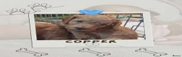 Mixed Breed dogs for sale: Cockerpoo X Miniature Australian Labradoodle  in Kettering - Advert 5