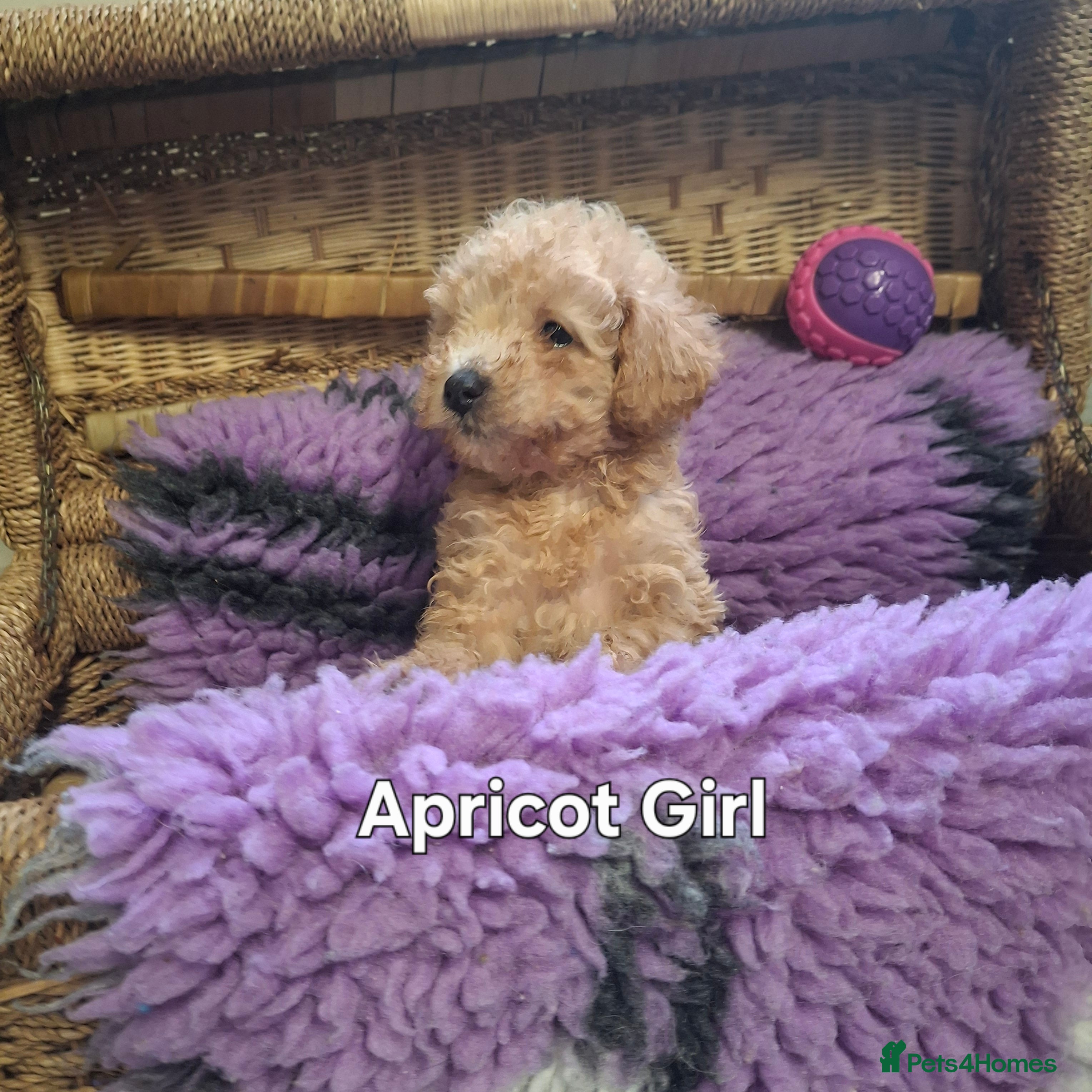 Poodle dogs Minature Poodles - Advert 14