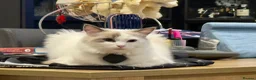 Ragdoll cats for sale: Seal bicolour (mismarked) RagaLike Female - Advert 5