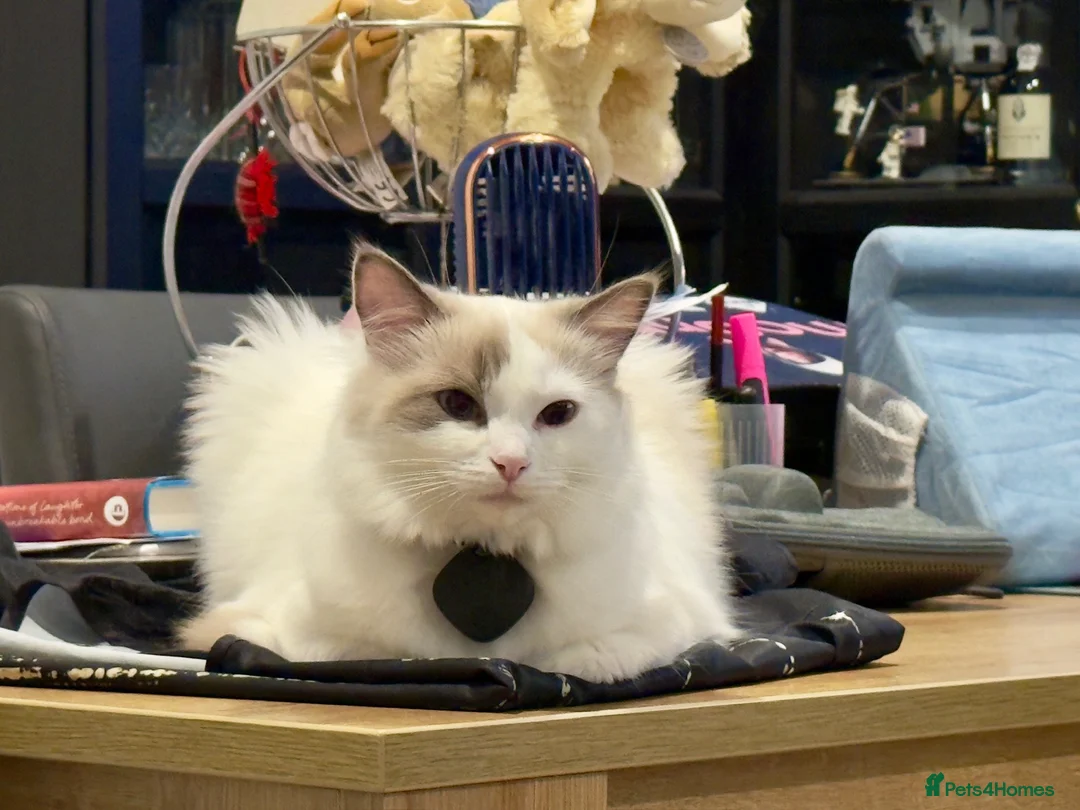 Ragdoll cats for sale: Seal bicolour (mismarked) RagaLike Female - Advert 5