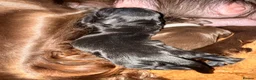 Cocker Spaniel dogs for sale: Stunning Cocker Spaniels  - Advert 10