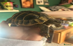 Hermann Tortoise reptiles for sale: echo - herman’s tortoise with enclosure  - Image 4