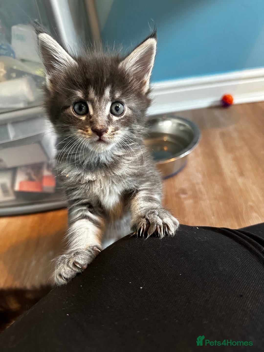 Maine Coon cats for sale: GCCF Maine coon kittens  - Image 15