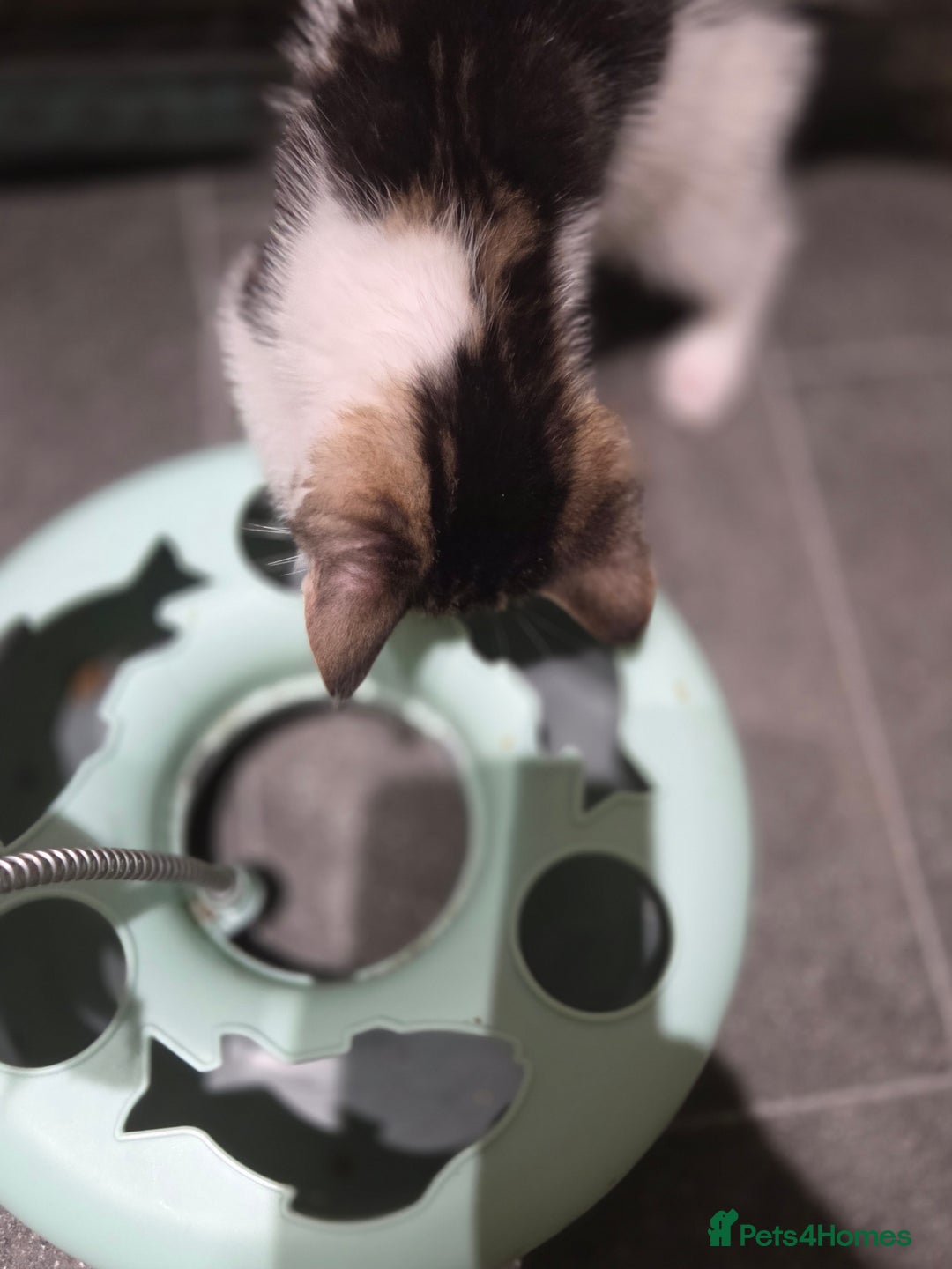 Mixed Breed cats for sale: Kittens ready now  - Image 14