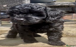 Cavapoo dogs for sale: F1 Cavapoos  - Image 8