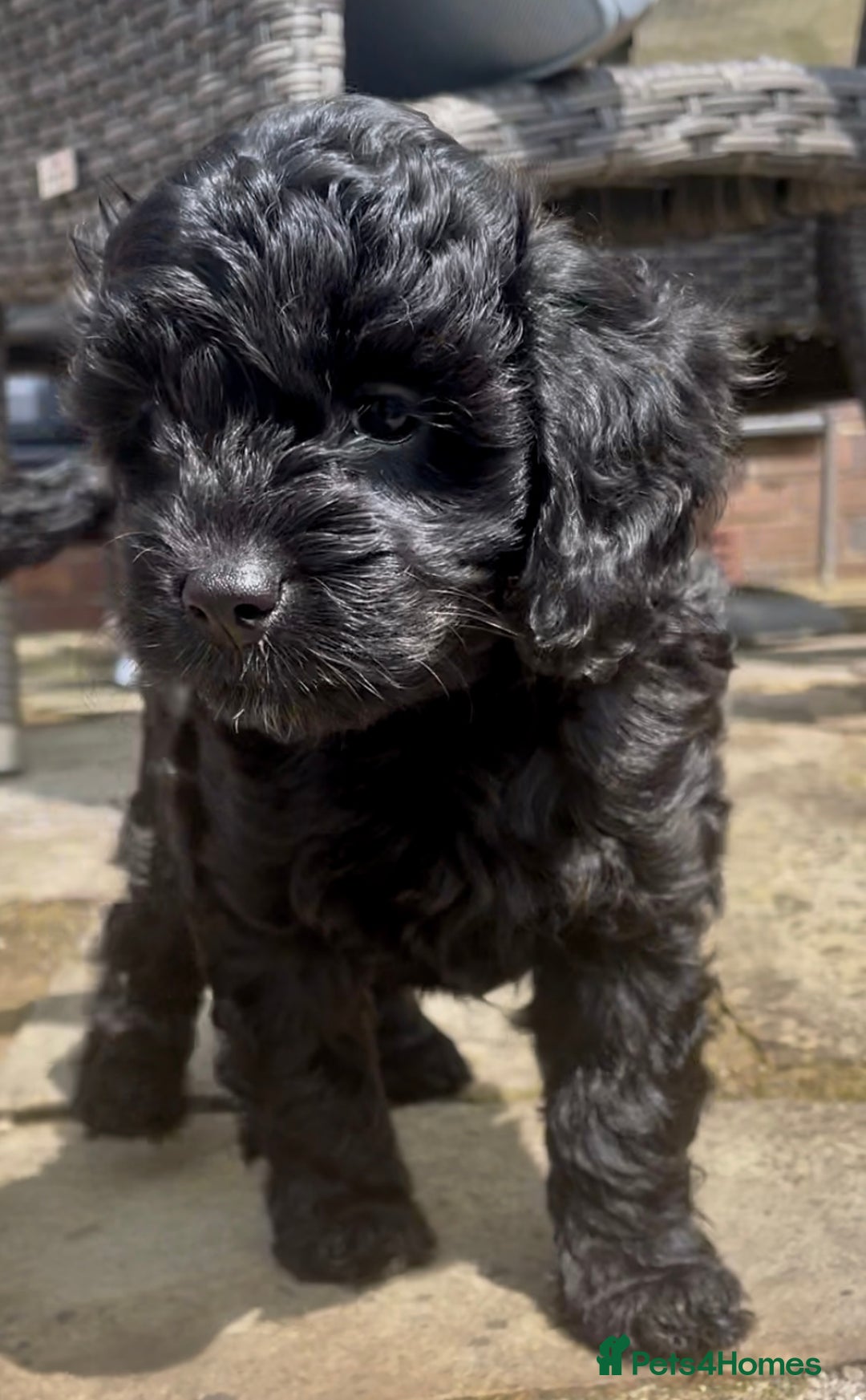 Cavapoo dogs for sale: F1 Cavapoos  - Image 8